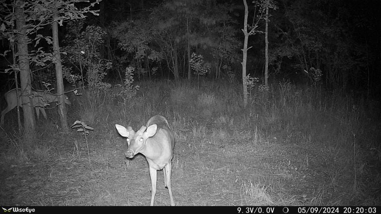 Wise Eye Mini Cam 2