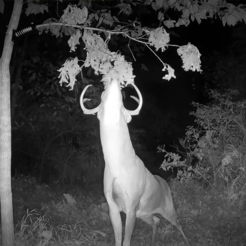 Hodag Outdoors Licking Branch System