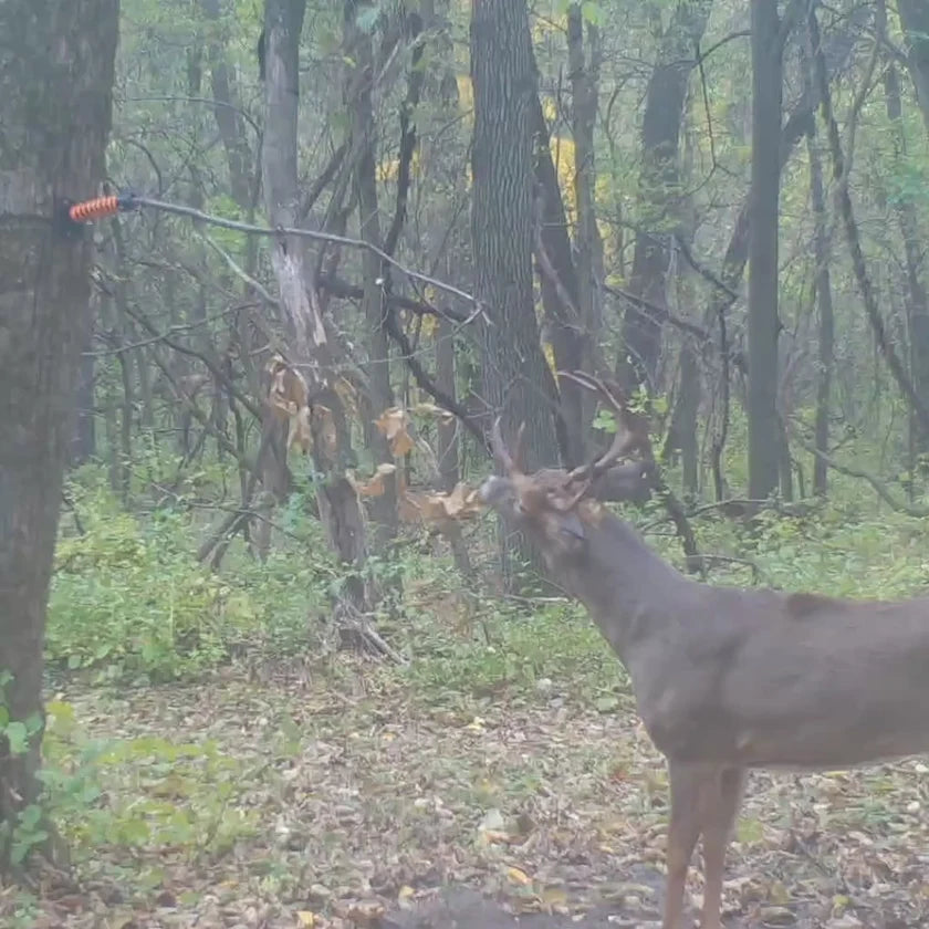 Hodag Outdoors Licking Branch System