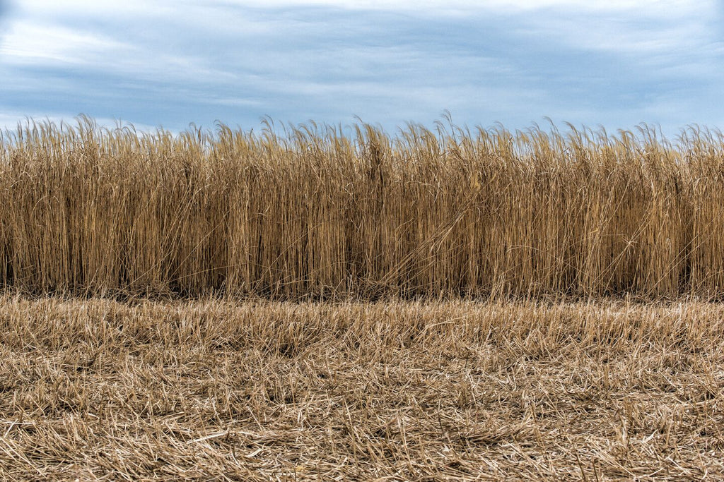 RWWP Giant Miscanthus (100 Count)