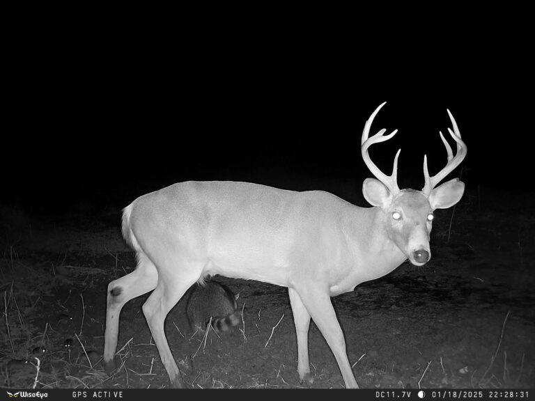 Wise Eye Data Cam 2