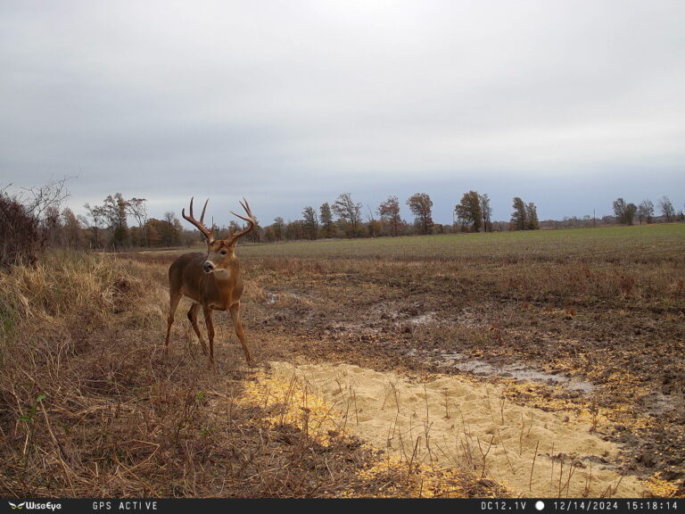Wise Eye Data Cam 2