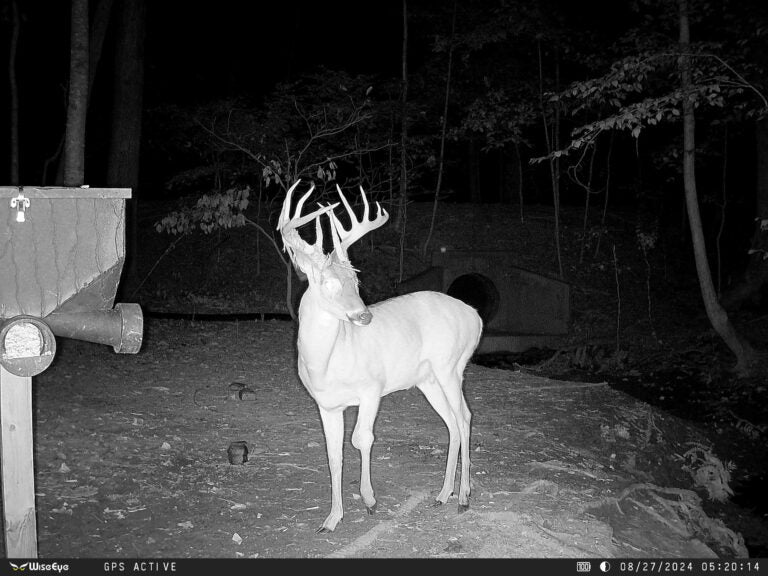Wise Eye Data Cam 2