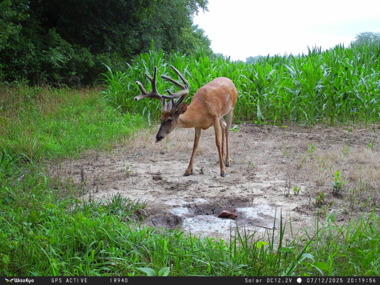 Wise Eye Data Cam 2 No Glow