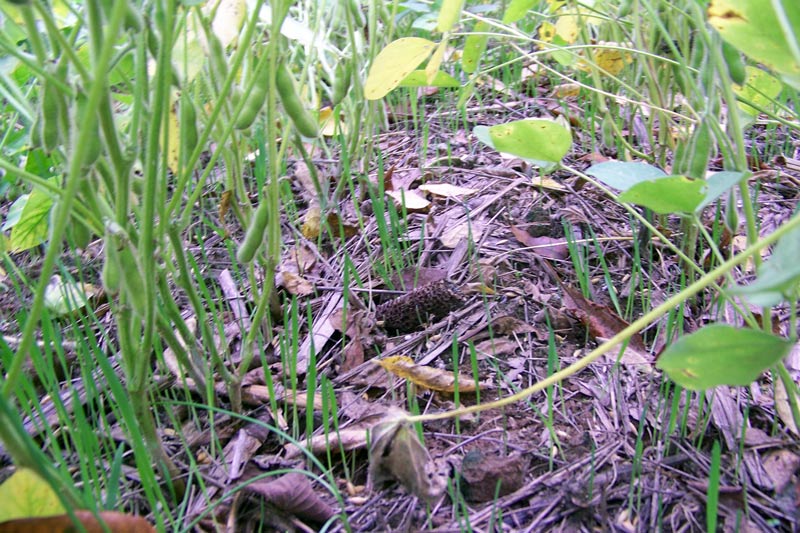 RWWP Whitetail Forage Oats