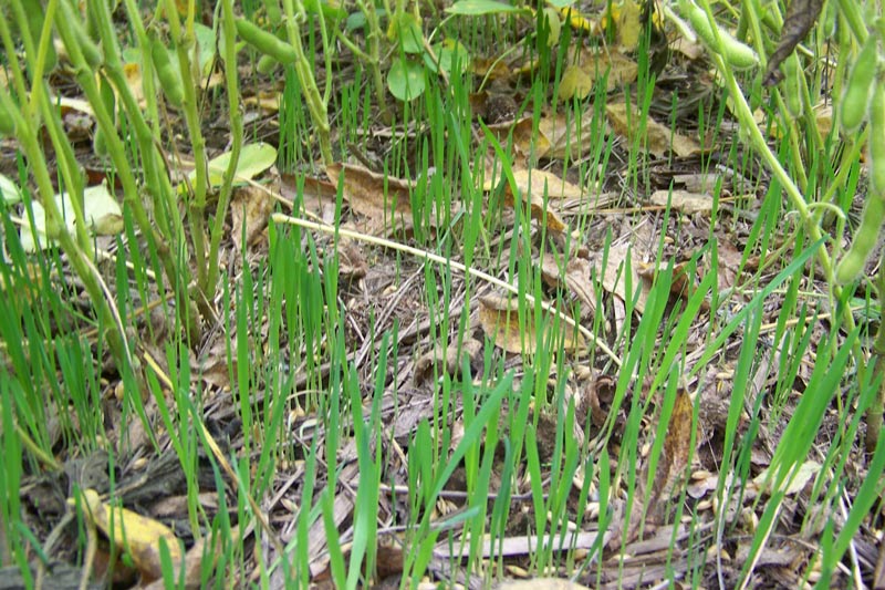 RWWP Whitetail Forage Oats