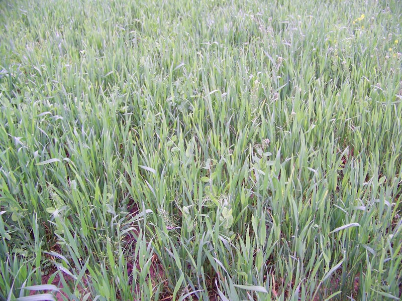 RWWP Harvest Salad 50 lbs Bag - 1 Acre