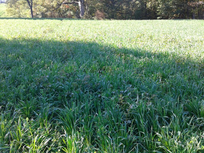 RWWP Harvest Salad 50 lbs Bag - 1 Acre