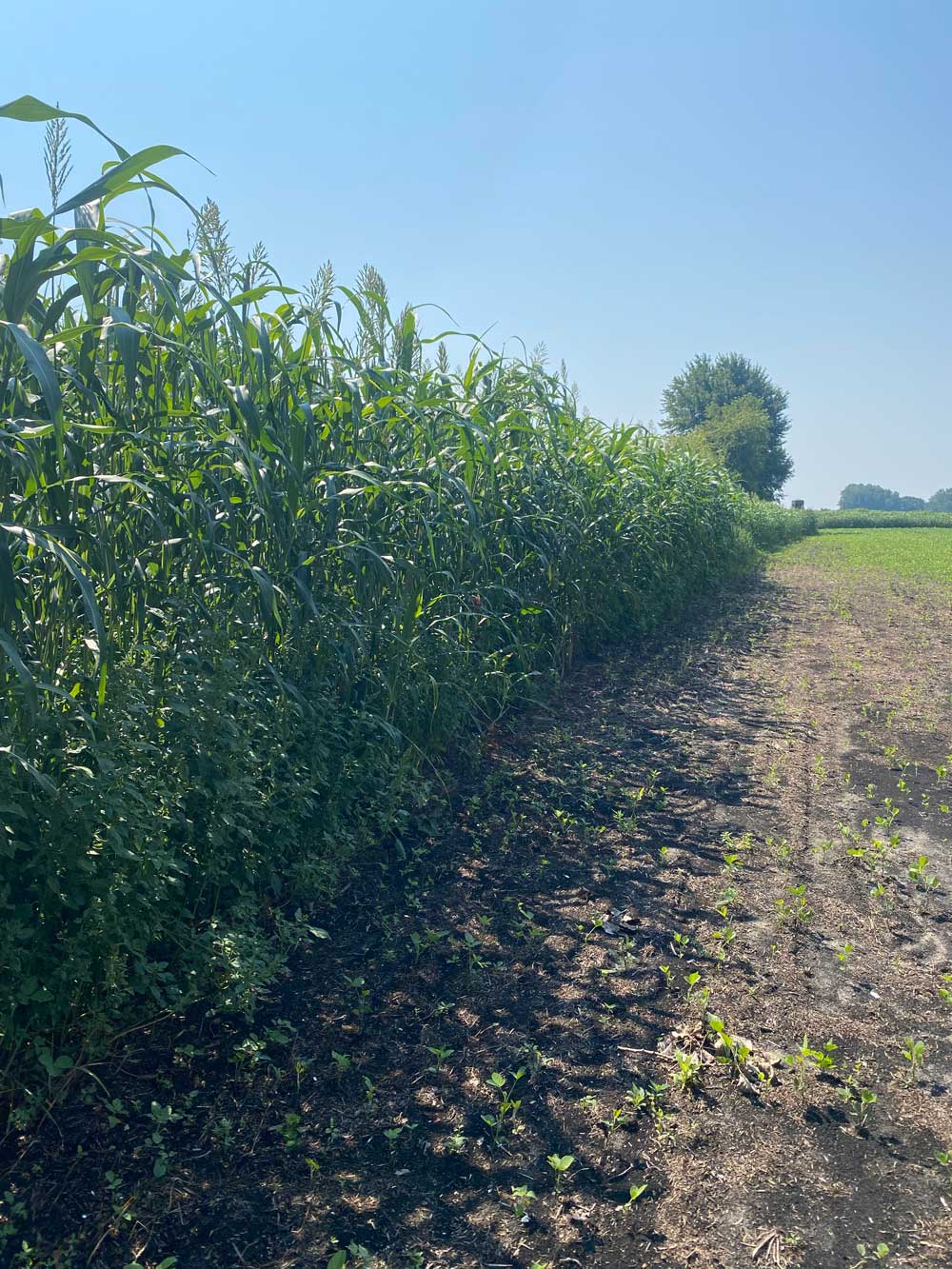 RWWP Hidden Access Annual Food Plot Screen