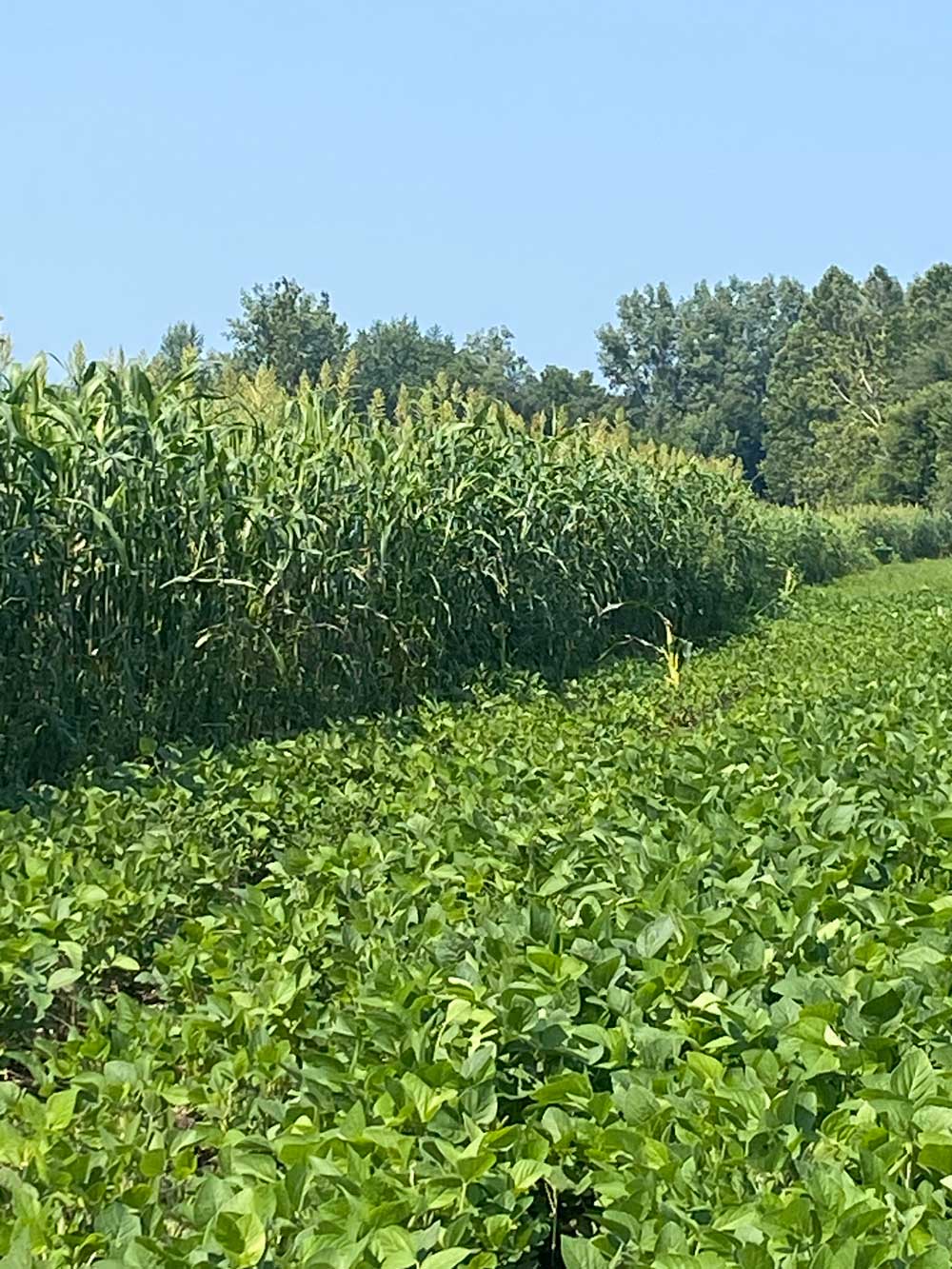 RWWP Hidden Access Annual Food Plot Screen