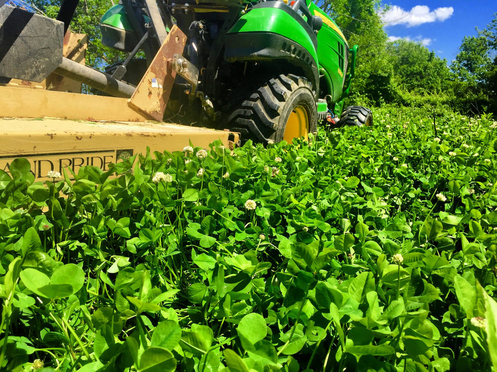 RWWP Clover & Chicory Blend 1 acre