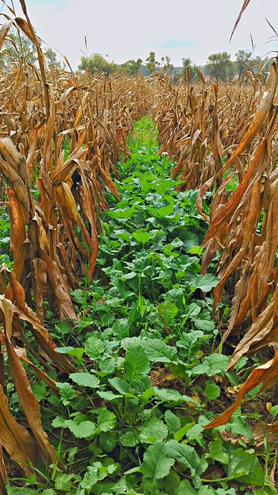 Extreme Blower Products- XD Food Plot Seeder and Fertilizer Spreader Kit