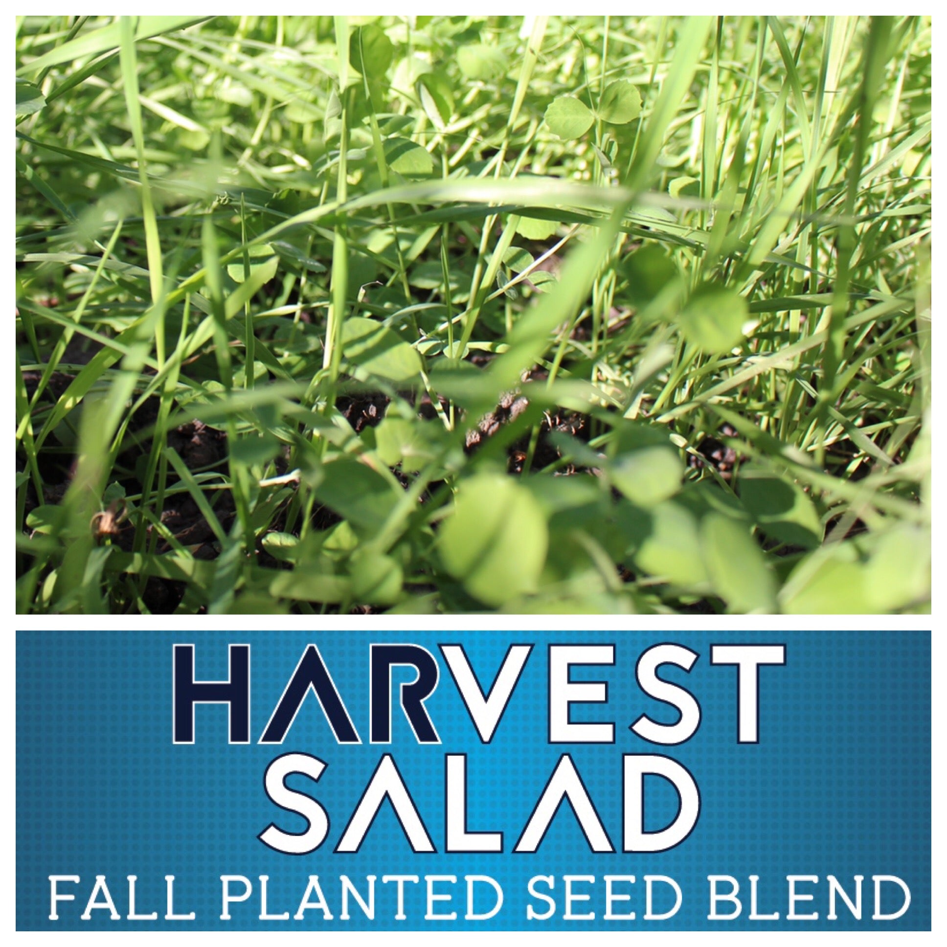 RWWP Harvest Salad 50 lbs Bag - 1 Acre