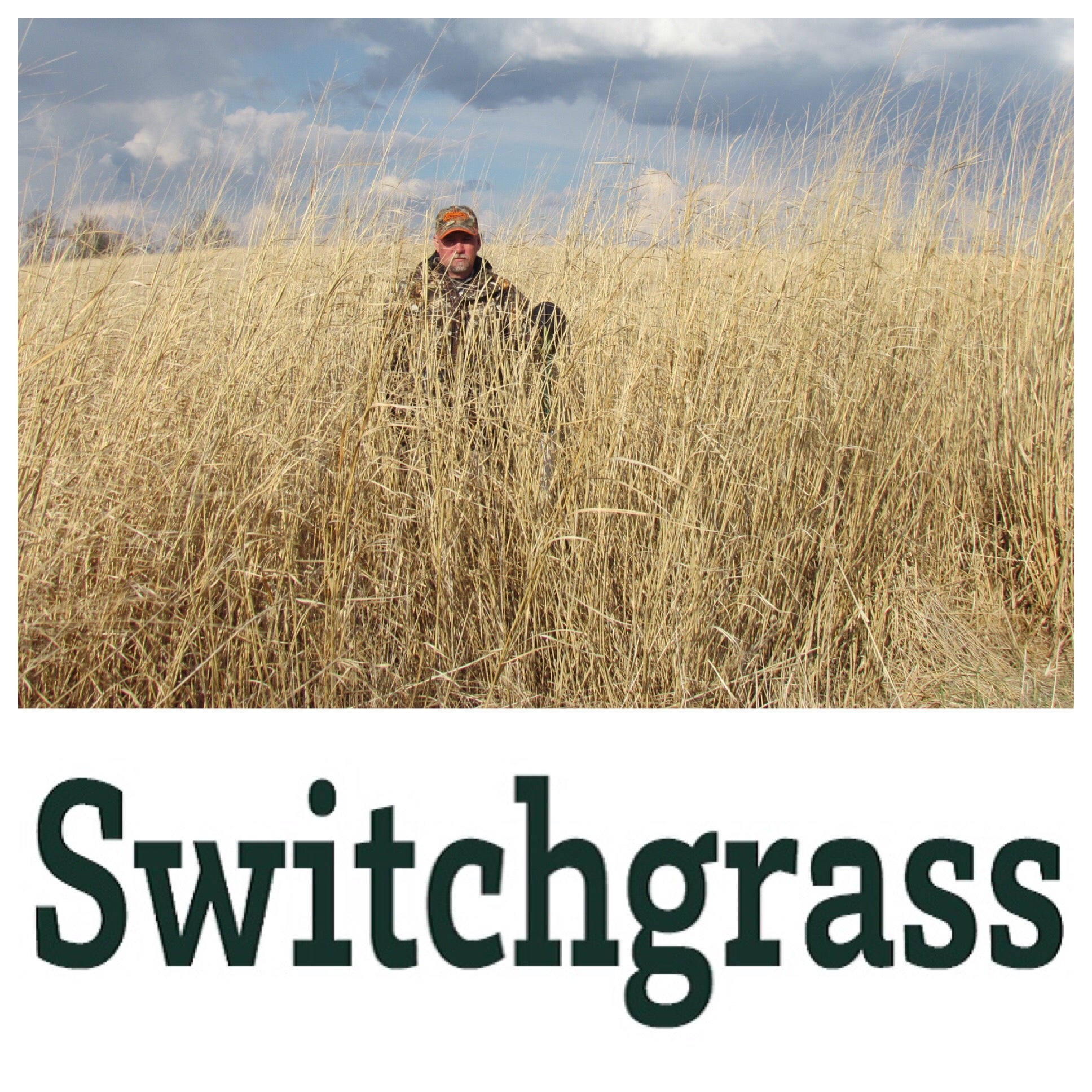 RWWP Switchgrass