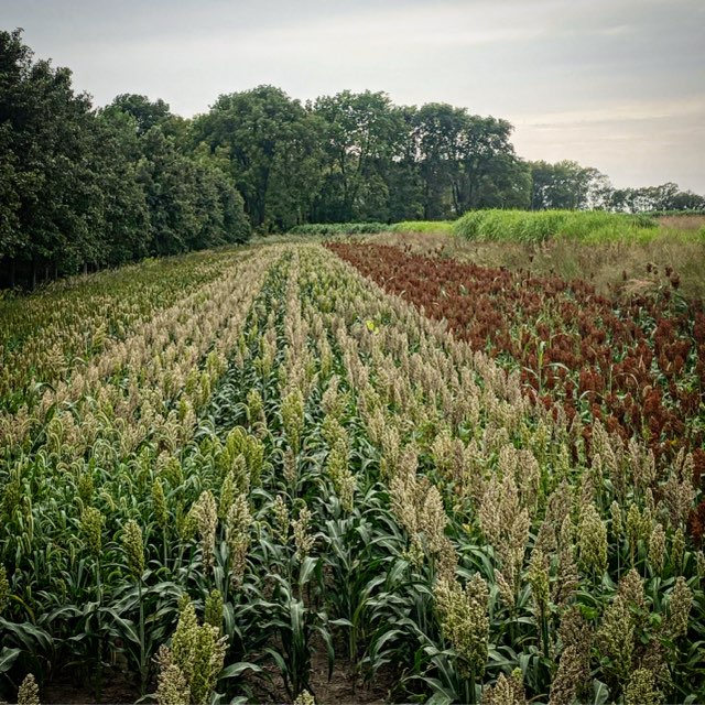RWWP Grain Sorghum Blend
