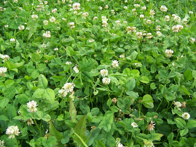 RWWP Clover and Chicory 1/2 acre