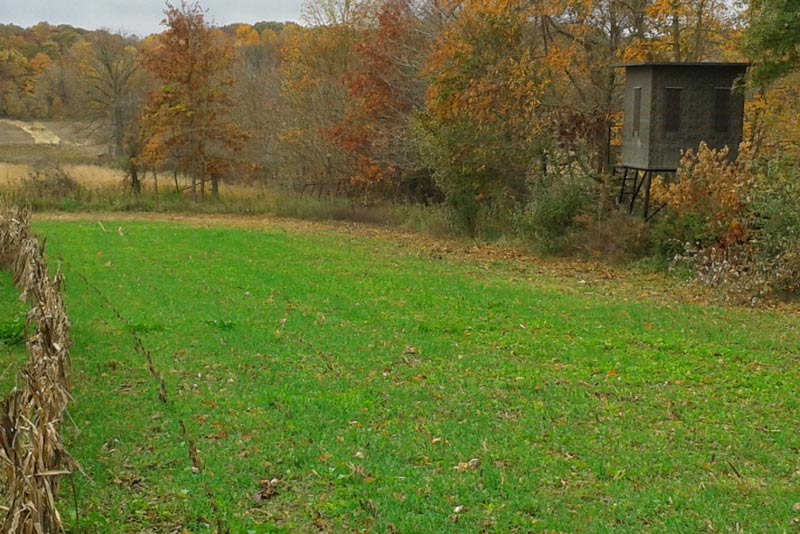 RWWP Whitetail Forage Oats