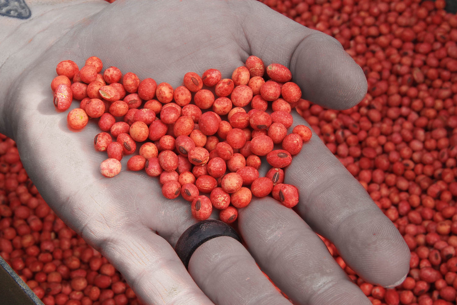 RWWP Gen 2 Soybeans