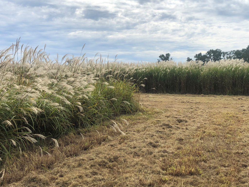 RWWP Giant Miscanthus (100 Count)