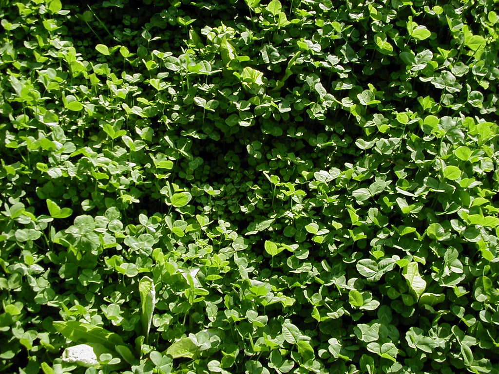 RWWP Clover & Chicory Blend 1 acre