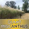 RWWP Giant Miscanthus (100 Count)