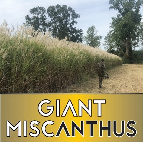 RWWP Giant Miscanthus (100 Count)