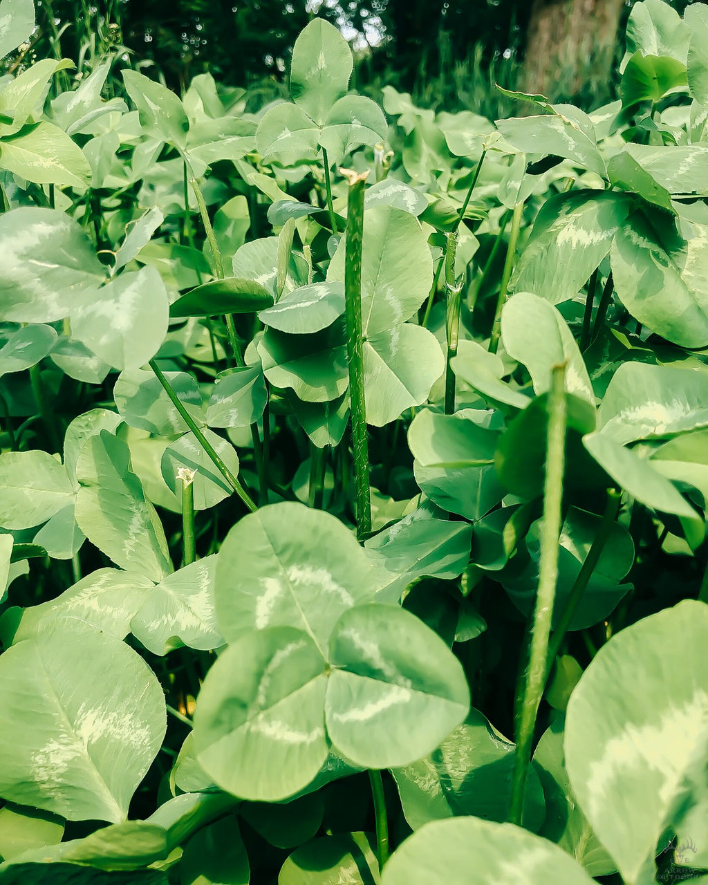 RWWP Clover & Chicory Blend 1 acre