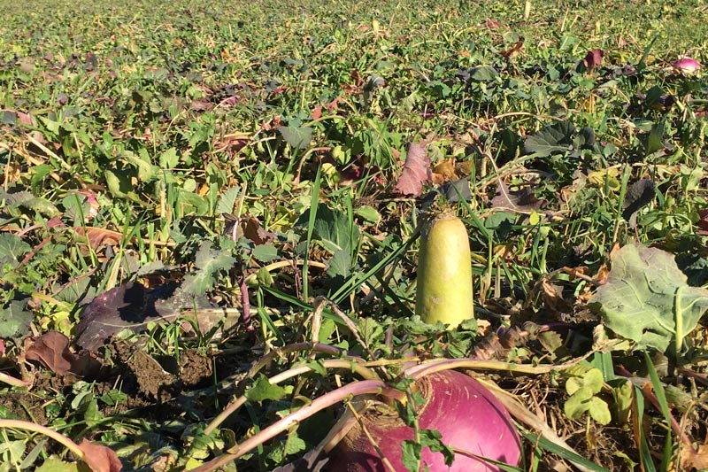 RWWP Plot Topper