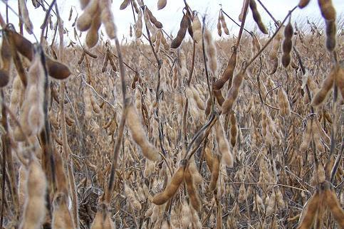 RWWP Gen 2 Soybeans